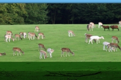 Wild- und Erlebnispark Daun